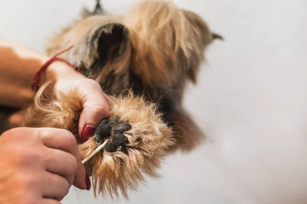 Yorkshire Terrier Perro Aseo Cepillado Baño Casa —  Fotos de Stock