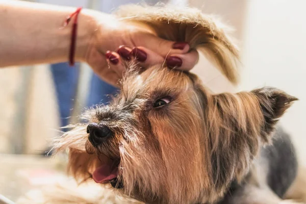 Yorkshire Terriër Hond Verzorgen Borstelen Badkamer Thuis — Stockfoto