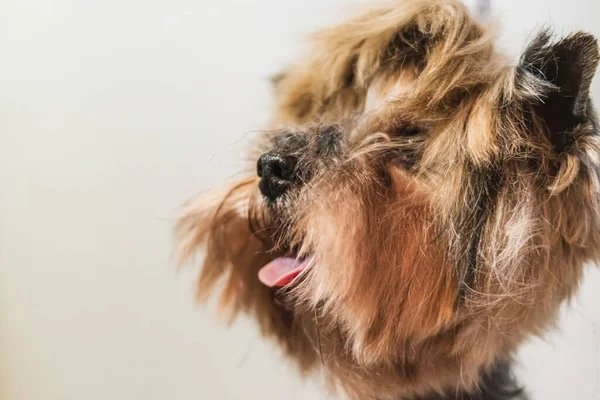 Yorkshire Terrier Hund Grooming Och Klippa Hår Badrummet Hemma — Stockfoto