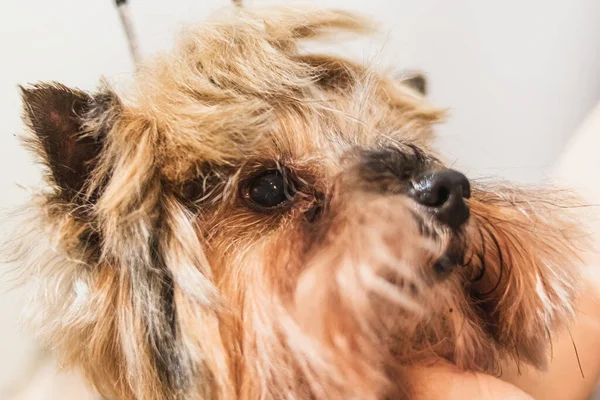 Yorkshire Terrier Hund Grooming Och Klippa Hår Badrummet Hemma — Stockfoto