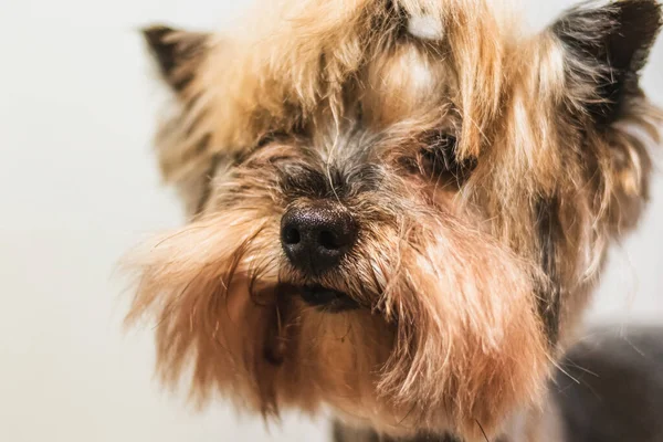 Yorkshire Terrier Hund Grooming Och Klippa Hår Badrummet Hemma — Stockfoto