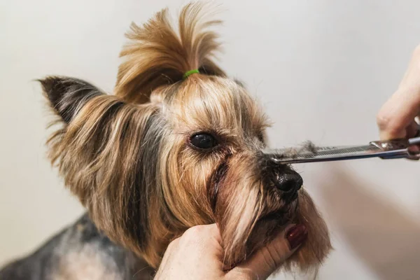 Yorkshire Terrier Dog Grooming Cutting Hair Bathroom Home — Stock Photo, Image