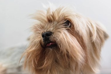 Yorkshire Teriyeri köpeği kuaförde saç kestirir ve kaplıcaya gider.