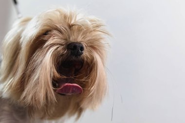 Yorkshire Teriyeri köpeği kuaförde saç kestirir ve kaplıcaya gider.