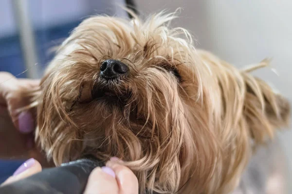 Yorkshire Terrier Cane Ottiene Unghie Taglio Capelli Toelettatura Salone Pet — Foto Stock