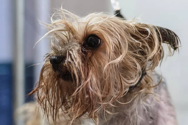 Yorkshire Terrier Hund Får Nagelklippt Hår Grooming Salong Och Husdjur — Stockfoto