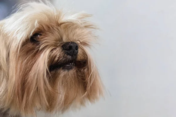 Yorkshire Terrier Hund Får Nagelklippt Hår Grooming Salong Och Husdjur — Stockfoto