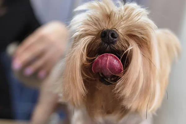 Yorkshire Terrier Hund Får Nagelklippt Hår Grooming Salong Och Husdjur — Stockfoto