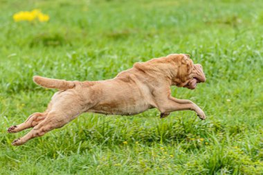 Shar Pei 'nin köpeği güneşli havayla yarışmak için tarlada koşuyor.