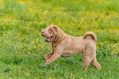 Shar Pei 'nin köpeği güneşli havayla yarışmak için tarlada koşuyor.