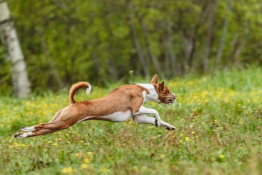 Genç Basenji köpeği yaz mevsiminde sahada koşuyor.