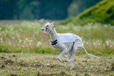 Beyaz tişörtlü kamçı köpek koşuyor ve yarışmada sahada yem kovalıyor.