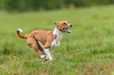 Genç Basenji köpeği yaz mevsiminde sahada koşuyor.