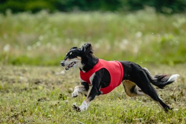 Kırmızı tişörtlü Saluki köpeği koşuyor ve yarışmada sahada yem kovalıyor.
