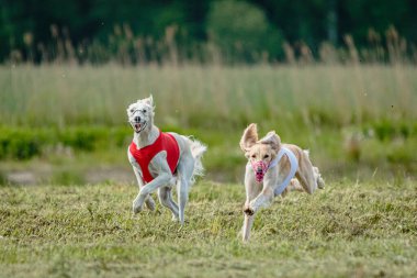 Kırmızı ve beyaz tişörtlü Saluki köpekleri yarışmada sahada koşuyor ve av peşinde koşuyor.