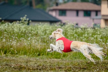 Kırmızı tişörtlü Saluki köpeği koşuyor ve yarışmada sahada yem kovalıyor.