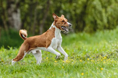 Genç Basenji köpeği, yem yarışmasında yeşil alanda koşuyor.