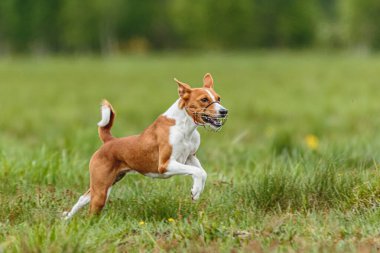 Genç Basenji köpeği, yem yarışmasında yeşil alanda koşuyor.