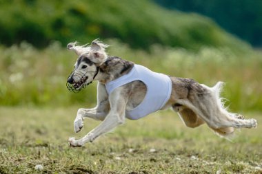 Köpek yarışı yarışında kaldırılan Saluki köpeği kameraya doğru koşuyordu.