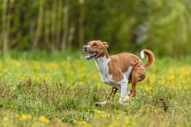 Genç Basenji köpeği, yem yarışmasında yeşil alanda koşuyor.
