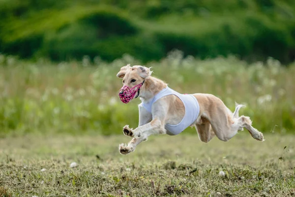 Saluki Perro Levantó Del Suelo Durante Competencia Carreras Perros Corriendo —  Fotos de Stock