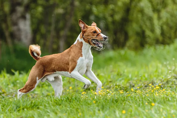Genç Basenji köpeği, yem yarışmasında yeşil alanda koşuyor.