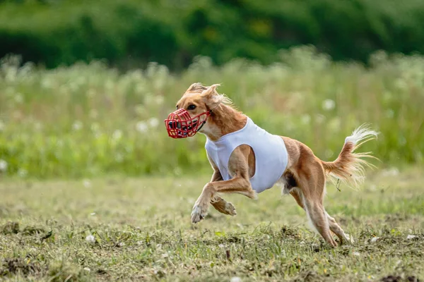 Anjing Saluki Berlari Cepat Dan Mengejar Umpan Lapangan Hijau Kompetensi — Stok Foto