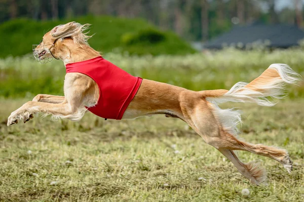 Собака Салуки Красной Рубашке Бегает Гоняется Приманкой Поле Соревнованиях — стоковое фото