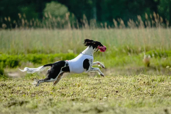 Saluki dog running fast and chasing lure across green field at dog racing competion