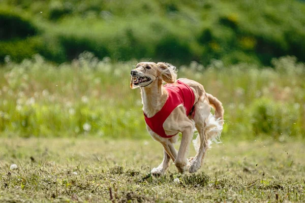 Saluki Perro Camisa Roja Corriendo Campo Verde Persiguiendo Señuelo Toda —  Fotos de Stock