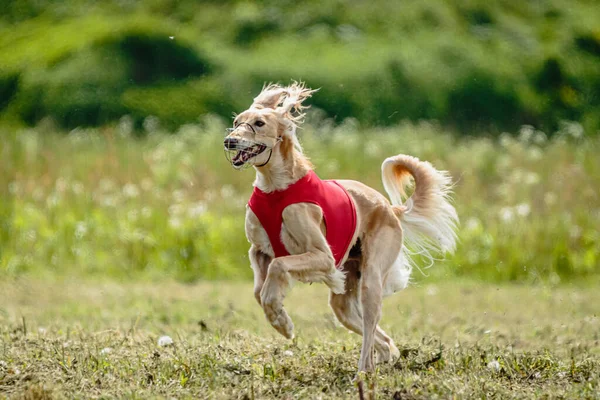 Saluki Perro Camisa Roja Corriendo Campo Verde Persiguiendo Señuelo Toda — Foto de Stock