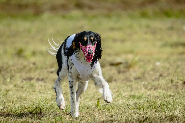 Saluki Hund Vistas Det Gröna Fältet Lockbete Kurstävling — Stockfoto
