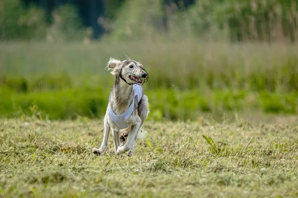 Saluki Perro Levantó Del Suelo Durante Competencia Carreras Perros Corriendo —  Fotos de Stock