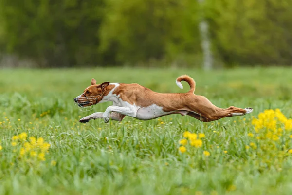 Basenji köpeğinin sahada koşup tuzak kurma yarışmasına katıldığı yerden kalkış anı.