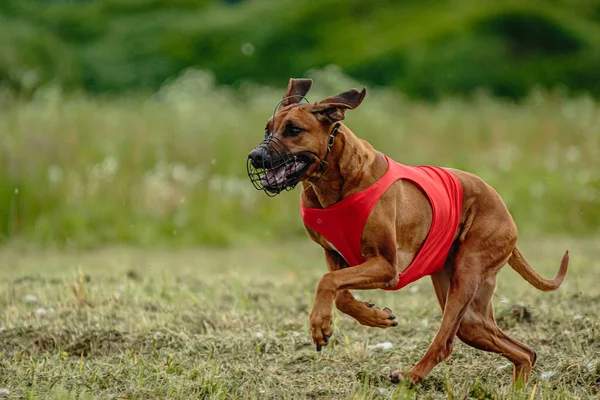 Rhodesian Ridgeback Dog Camicia Rossa Corsa Campo Verde Inseguimento Richiamo — Foto Stock