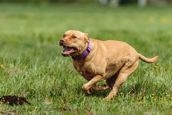 在赛狗比赛中 斗牛犬跑得很快 追逐着诱饵穿过绿地 — 图库照片