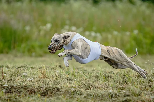 Whippet Perro Momento Correr Volar Campo Verde Toda Velocidad —  Fotos de Stock