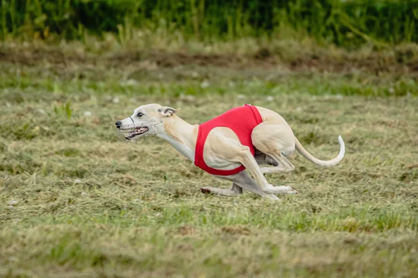 競技上のフィールドでの競技を追いかけると実行している赤いシャツでWhippet犬 — ストック写真