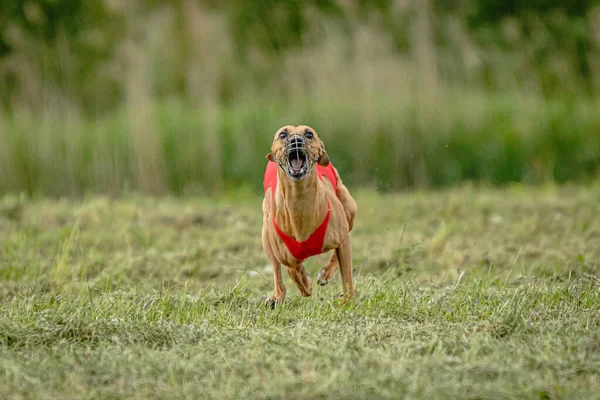 Whippet Pes Červené Košili Běží Honí Lákat Poli Coursing Soutěže — Stock fotografie