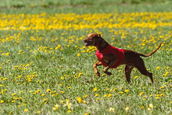 Pharaoh Hound dog in red shirt running and chasing lure in the field on coursing competition