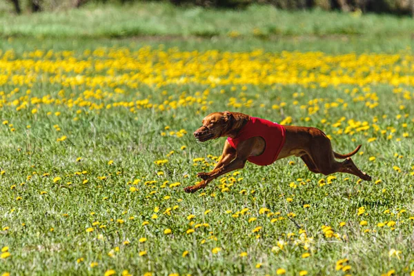 Pharaoh Hound dog in red shirt running and chasing lure in the field on coursing competition