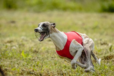 Beyaz tişörtlü kamçı köpek koşuyor ve yarışmada sahada yem kovalıyor.