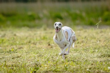 Beyaz tişörtlü kamçı köpek koşuyor ve yarışmada sahada yem kovalıyor.