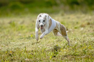 Beyaz tişörtlü kamçı köpek koşuyor ve yarışmada sahada yem kovalıyor.