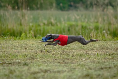 Beyaz tişörtlü kamçı köpek koşuyor ve yarışmada sahada yem kovalıyor.