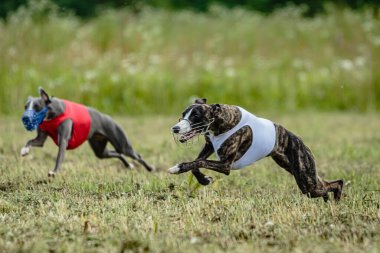 Kırmızı ve beyaz tişörtlü kamçı köpekleri yarışmada sahada koşuyor ve av peşindeler.