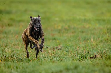 Greyhound köpeği hızlı koşuyor ve kameraya yem atıyor.