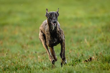 Greyhound köpeği hızlı koşuyor ve kameraya yem atıyor.