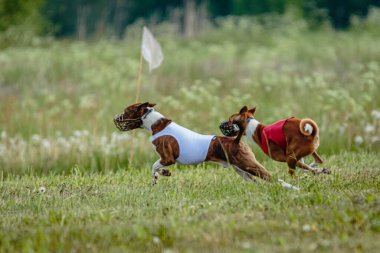 Kırmızı ve beyaz tişörtlü Basenji köpekleri yarışma için sahada koşuyor ve av peşinde koşuyor.
