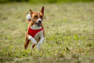 Kırmızı tişörtlü Basenji köpeği yarışmada sahada koşuyor ve yem kovalıyor.